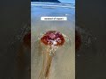 Ouch! I got stung by a dead jellyfish! 😳 #vancouverisland #shorts
