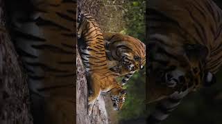 A very rare sighting of Tigers mating at Kanha  #short #wildlife  #shortvideo #tiger #shortsyoutube