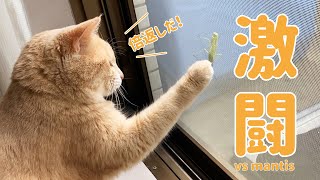 猫VSカマキリ Cat vs Mantis