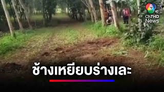 ช้างเหยียบตาอายุ 60 ปี เสียชีวิต คาสวนยางพารา | ข่าวเด็ด 7 สี