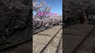 線路上に桜🌸京都蹴上インクライン🌸