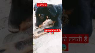 day38 bhookh subko lagti h #dog #animals #dogs #pets #animalshorts