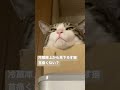 冷蔵庫上から見下ろすのがお好きな小次郎。 shorts 猫 cat 고양이