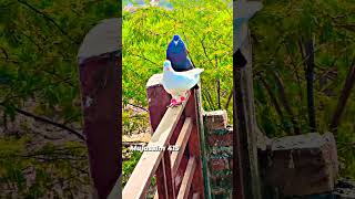 #kabootar #lover #mujassim #415 #video #short #🕊️🕊️🤘