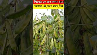 শিমের ১০ গুণ ফলন হবে - ঘরোয়া এই দ্রবণ গাছে দিন - শিম চাষ পদ্ধতি#trending #viralvideo #viralshorts