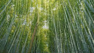 The bamboo and the fern - an illustration | Tony Evans sermon jam