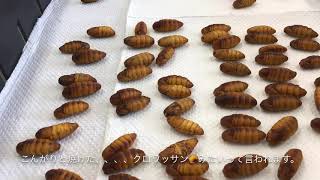 蚕の飼育の記録〜繭からサナギの取り出しから交尾まで〜