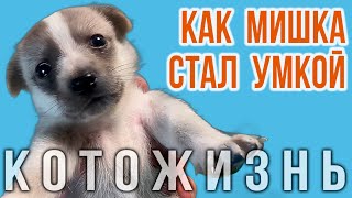 КАК МИШКА СТАЛ УМКОЙ! 😻КОТОЖИЗНЬ!