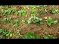 farming, paglipat ng seedling chrysanthemum