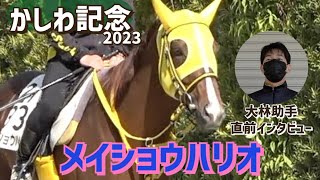 【かしわ記念2023】出走するメイショウハリオを管理する岡田厩舎の大林助手に直前インタビュー「（船橋競馬場の小回りは）忙しくなるかもしれないが、こなしてくれるんじゃないかと」《東スポ競馬ニュース》