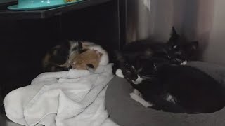 Northeast Ohio animal shelters participating in 2025 Clear the Shelters | Mike Polk Jr. previews