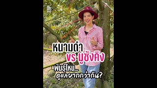 หนามดำ vs มูซังคิง พันธ์ุไหน ดูแลยากกว่ากัน?