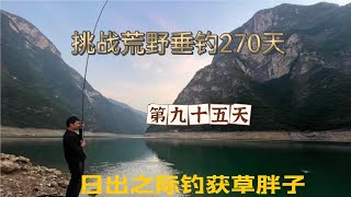 連續野釣第95天 堅守壹夜 蒼天不負有心人，終於守得巨物歸