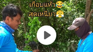 ต่อนกเขาใหญ่#เหนียวมากครับวันนี้ เกือบแห้ว😅😂🤣