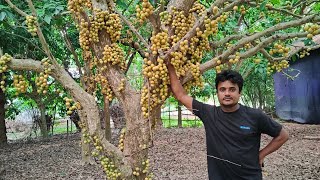 বগি বা লটকন বাগান ও তার চাষ পদ্ধতি নিয়ে কথা বলছি মরজাইলের একজন সফল চাষির সাথে।