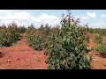 how to invest for ur future generations in bangafi agroforestry