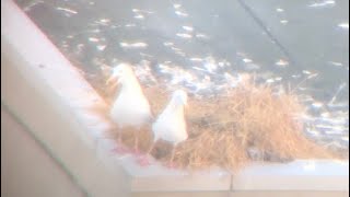 2021.7.19 ㊶カモメ☆札幌のビルの屋上で子育て☆全ての雛を失い悲しむ親カモメ。#オオセグロカモメ #カモメのヒナ