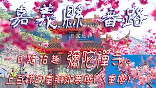 彌陀禪寺【旅行 + 攝影】嘉義 接近滿開的櫻花 真的很美 往阿里山 八重櫻 牡丹櫻   #彌陀禪寺   #發仔旅行攝