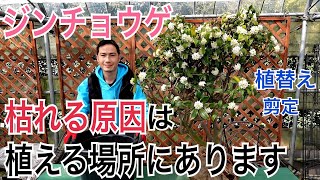 【ジンチョウゲ】植え替えの実践、お花をたくさんつける剪定方法の紹介をします。