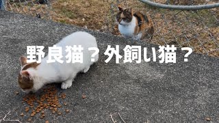 野良猫？外飼い猫？最近気になってる猫ちゃん！保護できるかな？と立ち寄ってみた！