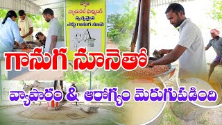 Benefits of Ganuga Oil    GNTELANGANA TV