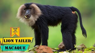 Lion Tailed Macaque - All You Need to Know About the Western Ghats Lion Tailed Macaque