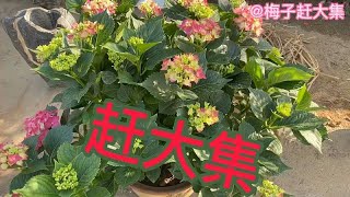 山东农村大集上，鲜花绿植小盆景，你更喜欢哪个？