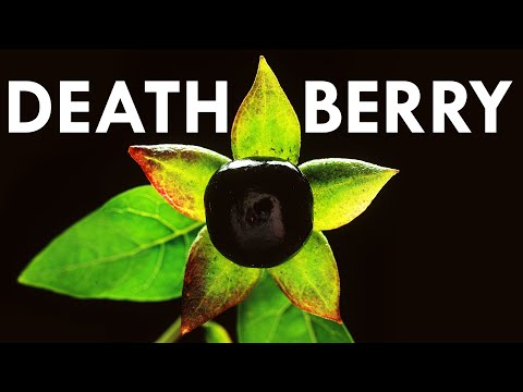 What is the common name of atropa Belladonna?
