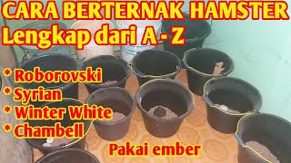 Cara berternak hamster untuk pemula | cara bubidaya hamster