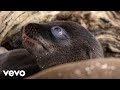 Raphaelle Thibaut - Leo Found a Home (From 
