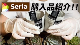 【多肉植物】１００均seriaで多肉植物にピッタリな鉢を発見！