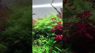 水草水槽はAQUASHOP wasabi  planted nature aquarium ADA ネイチャーアクアリウム　京都　東京　熱帯魚ショップ fishtank  aquascape shop