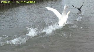 コブ白鳥「ゴラー」、「ひぇ～～」川鵜のウーちゃん