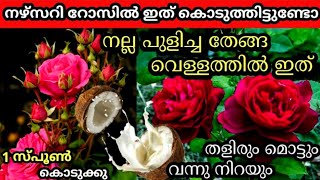 റോസിൽ കുലയായി പൂക്കളും മൊട്ടുകളും ഉണ്ടാകാൻ ഉഗ്രൻ 6വളം/Best 6Fertilizer for rose to bloom as a bunch