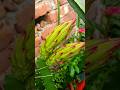 Dragon fruit Time Lapse - Bud to Fruit #satisfying #shorts