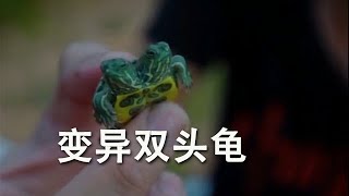 放壹個小時地籠1000塊錢，發現雙頭變異龜