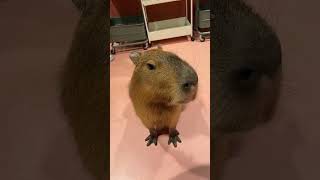 [Animals vlog] #capybara #水豚 #masbro such a good boy!｜Moff Animal Cafe Lalaport Fukuoka