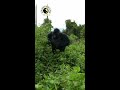 Silverback Jumps While Chestbeating | Dian Fossey Gorilla Fund