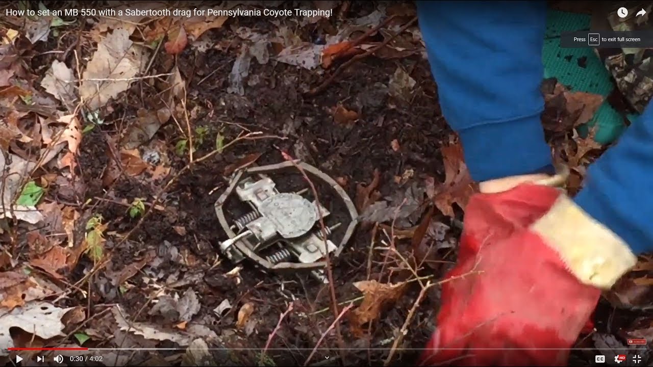 How To Set An Mb 550 With A Sabertooth Drag For Pennsylvania Coyote