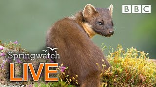 Cute wildlife cams 11 June Part 1 🐦🐿🐣 | BBC Springwatch