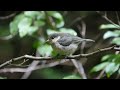 山中湖 大洞の泉のヤマガラ（幼鳥）その１（4k動画）