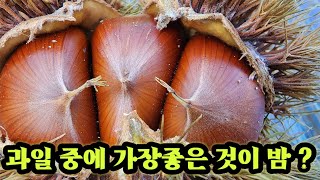 과일 중에 가장좋은 것이 밤 ?