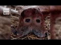 Extremely Rare Two-Headed Calf Born in India