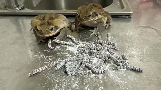 SuperWorms Feeding to Bullfrogs