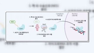 질병 세포만 골라 잘라내는 유전자 가위 개발 / YTN 사이언스