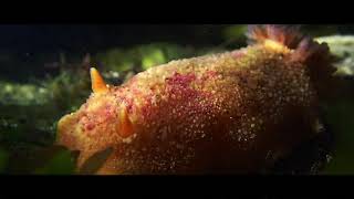 Sea Lemon (Doris pseudoargus) / Bembridge Ledges / Isle of Wight