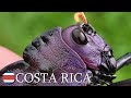 Spectacular grasshoppers 🇨🇷 Costa Rica | v160