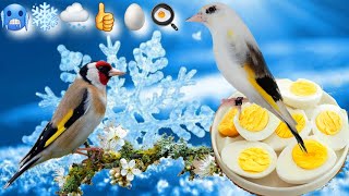 Goldfinch preparation 🕊️🦅 and protection against unexpected cold 🥶❄️🌨️