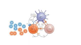IMMUNOLOGICAL MEMORY! MEMORY B CELLS AND MEMORY T CELLS EXPLAINED!