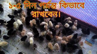 দেশি মুরগির বাচ্চা 1 থেকে 5 দিন পর্যন্ত কিভাবে রাখতে হবে। বিস্তারিত জেনে নিন।